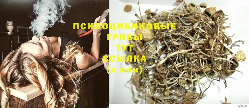 Галлюциногенные грибы Magic Shrooms  купить закладку  Макушино 